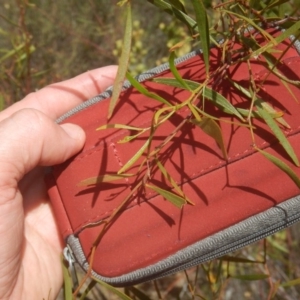 Acacia verniciflua at Stromlo, ACT - 17 Jan 2016