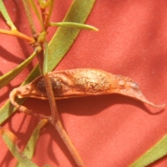 Acacia verniciflua at Stromlo, ACT - 17 Jan 2016