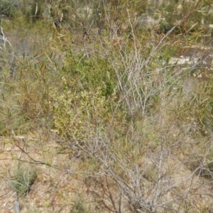 Acacia verniciflua at Stromlo, ACT - 17 Jan 2016 01:25 PM