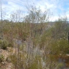 Acacia verniciflua at Stromlo, ACT - 17 Jan 2016