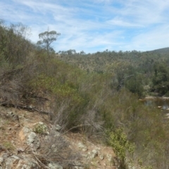 Acacia verniciflua at Stromlo, ACT - 17 Jan 2016