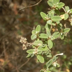 Pomaderris pallida (Pale Pomaderris) at Stromlo, ACT - 17 Jan 2016 by MichaelMulvaney