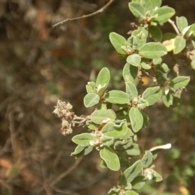 Pomaderris pallida (Pale Pomaderris) at Stony Creek - 17 Jan 2016 by MichaelMulvaney