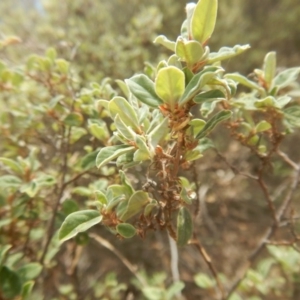 Pomaderris pallida at Stromlo, ACT - 17 Jan 2016