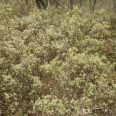 Pomaderris pallida at Stromlo, ACT - 17 Jan 2016