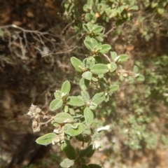 Pomaderris pallida at Stromlo, ACT - 17 Jan 2016