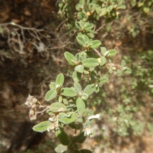 Pomaderris pallida at Stromlo, ACT - 17 Jan 2016