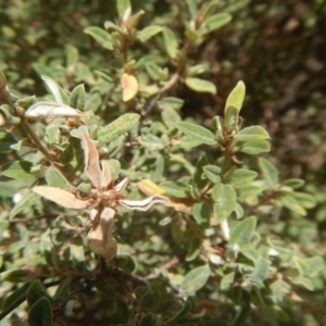 Pomaderris pallida at Stromlo, ACT - 17 Jan 2016