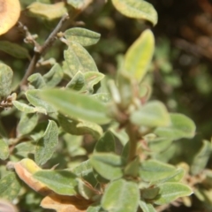 Pomaderris pallida at Stromlo, ACT - 17 Jan 2016