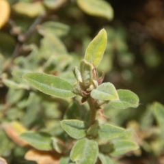 Pomaderris pallida at Stromlo, ACT - 17 Jan 2016