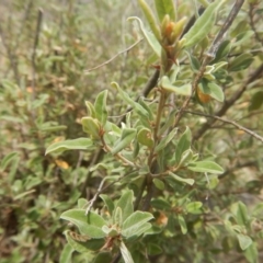 Pomaderris pallida (Pale Pomaderris) at Stony Creek - 17 Jan 2016 by MichaelMulvaney