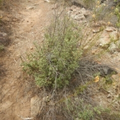 Pomaderris pallida at Stromlo, ACT - 17 Jan 2016