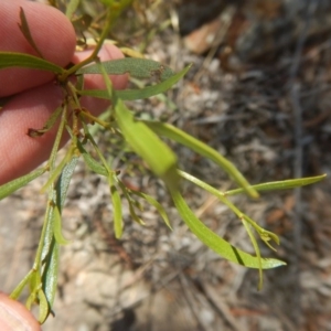 Acacia verniciflua at Stromlo, ACT - 17 Jan 2016