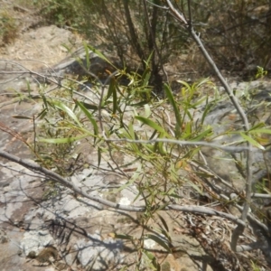 Acacia verniciflua at Stromlo, ACT - 17 Jan 2016 01:50 PM