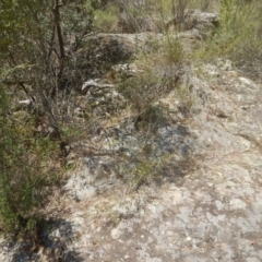 Acacia verniciflua at Stromlo, ACT - 17 Jan 2016