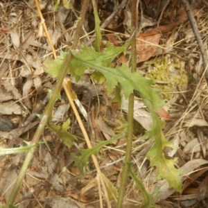 Senecio bathurstianus at Stromlo, ACT - 17 Jan 2016