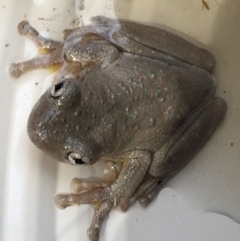 Litoria peronii at Bungendore, NSW - 17 Jan 2016