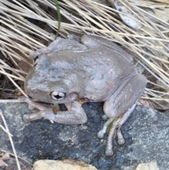 Litoria peronii at Bungendore, NSW - 17 Jan 2016 04:52 PM