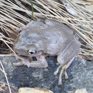 Litoria peronii at Bungendore, NSW - 17 Jan 2016