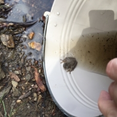 Litoria peronii at Bungendore, NSW - 17 Jan 2016 04:52 PM