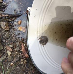 Litoria peronii at Bungendore, NSW - 17 Jan 2016