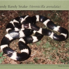 Vermicella annulata (Common Bandy-Bandy) at Pialligo, ACT - 24 Nov 2015 by AaronClausen