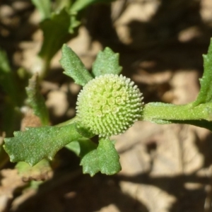 Centipeda cunninghamii at Acton, ACT - 15 Jan 2016