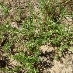 Centipeda cunninghamii at Acton, ACT - 15 Jan 2016