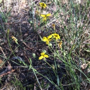 Goodenia pinnatifida at Mitchell, ACT - 26 Nov 2015 04:44 PM