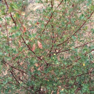 Goodia lotifolia at Watson, ACT - 2 Jan 2016