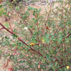 Goodia lotifolia at Watson, ACT - 2 Jan 2016 10:37 AM