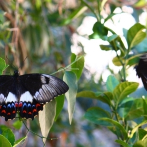 Papilio aegeus at Yarralumla, ACT - 18 Jan 2016