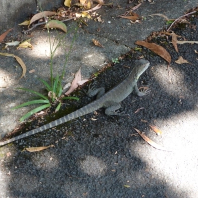 Intellagama lesueurii howittii (Gippsland Water Dragon) at ANBG - 17 Jan 2016 by SkyFire747