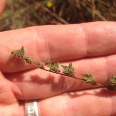 Cheilanthes distans (Bristly Cloak Fern) at Chapman, ACT - 19 Jan 2016 by RichardMilner