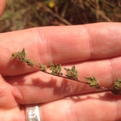 Cheilanthes distans (Bristly Cloak Fern) at Cooleman Ridge - 18 Jan 2016 by RichardMilner