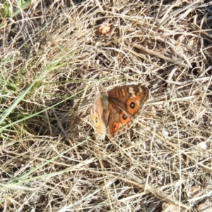 Junonia villida at Fadden, ACT - 19 Jan 2016 08:53 AM