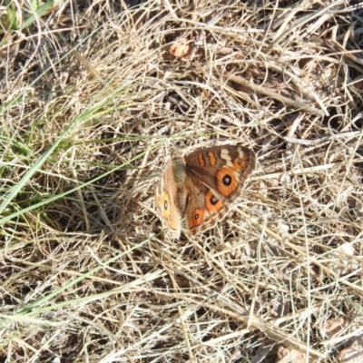 Junonia villida (Meadow Argus) at Fadden Hills Pond - 18 Jan 2016 by RyuCallaway