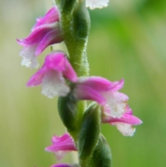 Spiranthes australis (Austral Ladies Tresses) at Fadden, ACT - 3 Jan 2016 by RyuCallaway