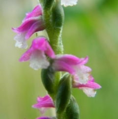 Spiranthes australis (Austral Ladies Tresses) at Fadden, ACT - 2 Jan 2016 by RyuCallaway