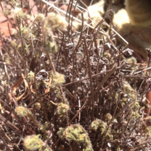 Cheilanthes distans at Farrer, ACT - 19 Jan 2016 06:34 AM