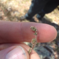 Cheilanthes distans at Farrer, ACT - 19 Jan 2016