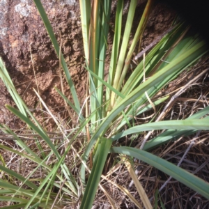 Dianella sp. aff. longifolia (Benambra) at Molonglo River Reserve - 19 Jan 2016