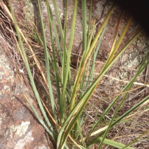 Dianella sp. aff. longifolia (Benambra) at Molonglo River Reserve - 19 Jan 2016