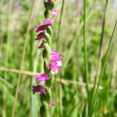 Spiranthes australis (Austral Ladies Tresses) at Fadden, ACT - 7 Jan 2016 by RyuCallaway