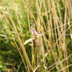 Spiranthes australis (Austral Ladies Tresses) at Fadden, ACT - 19 Jan 2016 by RyuCallaway