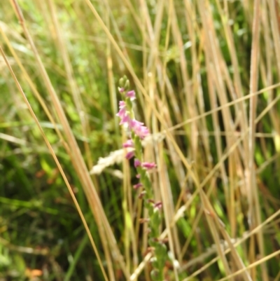 Spiranthes australis (Austral Ladies Tresses) at Fadden, ACT - 19 Jan 2016 by RyuCallaway