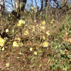 Lactuca serriola f. serriola (Prickly Lettuce) at Isaacs Ridge Offset Area - 14 Jan 2016 by Mike