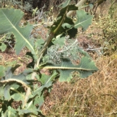 Lactuca serriola f. serriola at Jerrabomberra, ACT - 15 Jan 2016