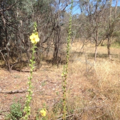 Verbascum virgatum (Green Mullein) at Isaacs Ridge and Nearby - 14 Jan 2016 by Mike