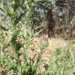 Cirsium vulgare (Spear Thistle) at Isaacs Ridge and Nearby - 14 Jan 2016 by Mike